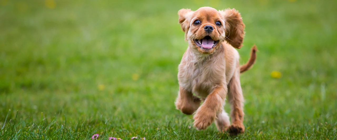 Master Your Home's Pest Control